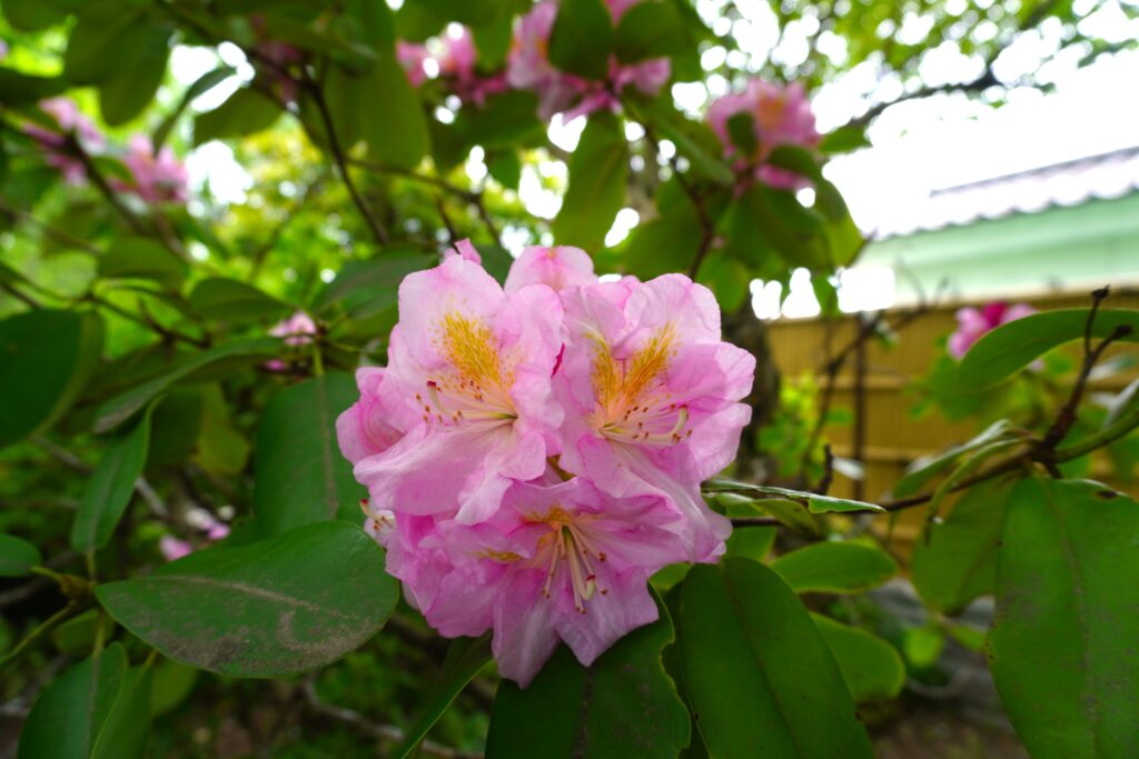 石楠花(しゃくなげ) | 【公式】座間郷総鎮守 鈴鹿明神社