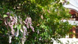 馬酔木 アセビ 花束・切花