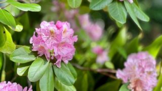 de3da74c6611143c963c3ecf701d2c