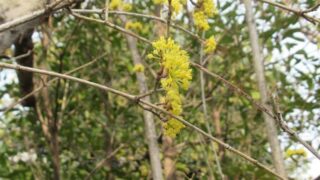 山茱萸 | 【公式】座間郷総鎮守 鈴鹿明神社